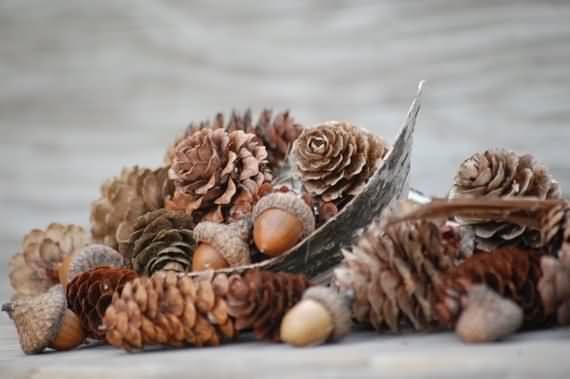 Fresh Pine Cones For Thanksgiving , Fresh Pine Cones , Thanksgiving , Pine Cones For Thanksgiving , Pine Cones