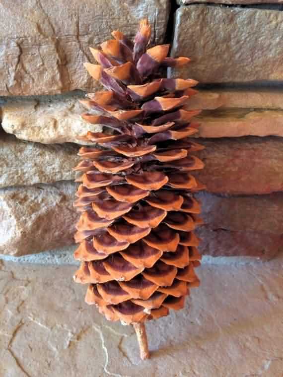 Fresh Pine Cones For Thanksgiving , Fresh Pine Cones , Thanksgiving , Pine Cones For Thanksgiving , Pine Cones